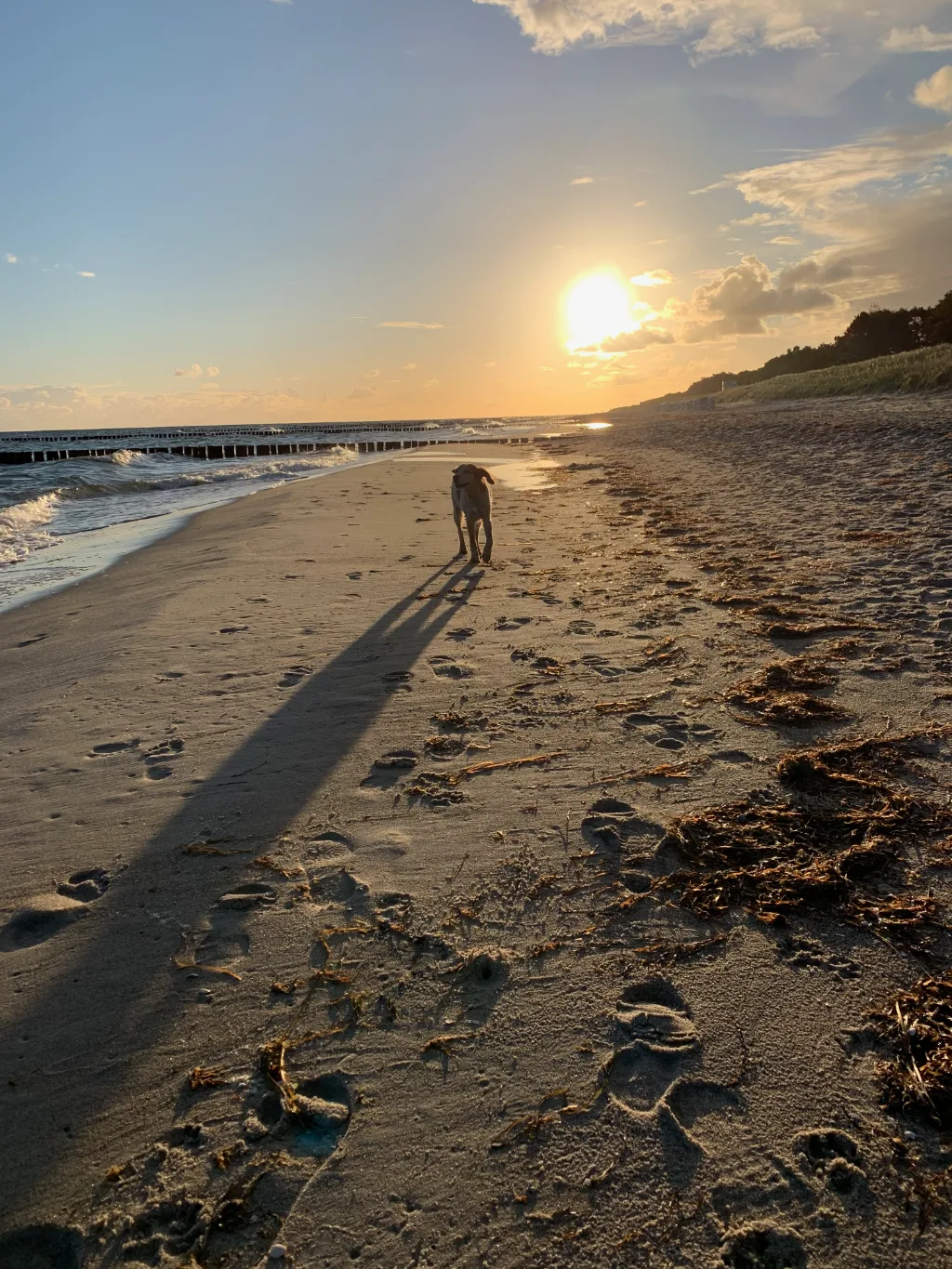 Heller Hund steht bei Sonnenuntergang am Sandstrand, im Hintergrund Wellen und eine Reihe von Buhnen.