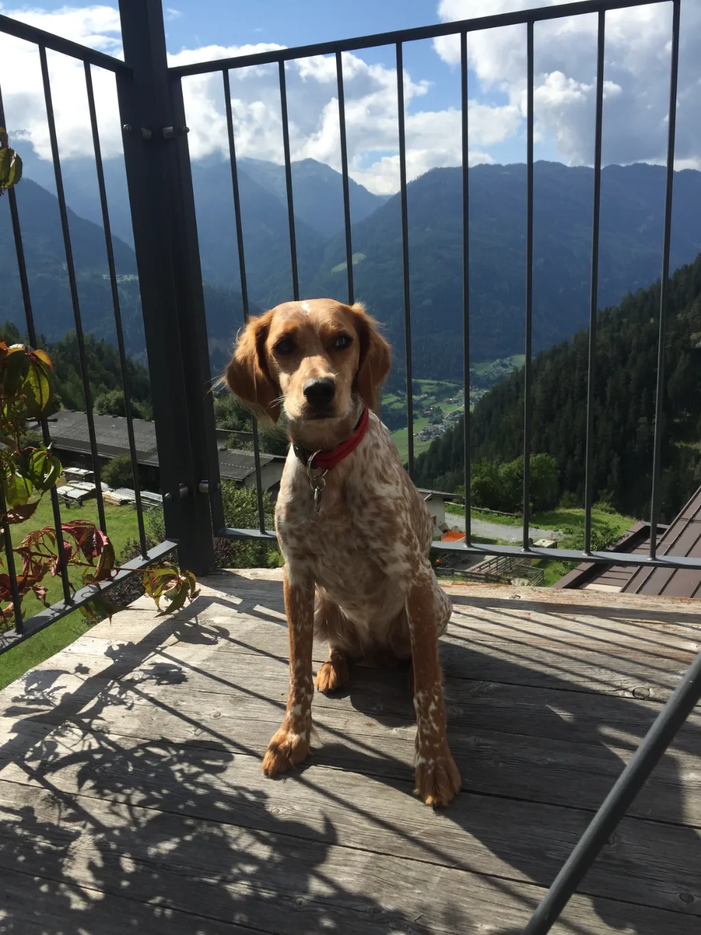 Weiß-brauner Hund mit rotem Halsband sitzt auf einem Holzbalkon vor Bergtal-Panorama.