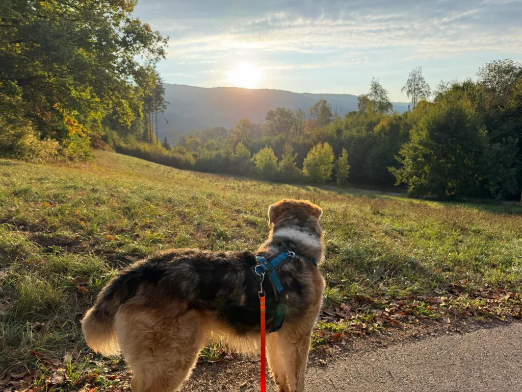 Ein Hund mit blauem Gurt und orangener Schleppleine steht mit dem Rücken zur Kamera auf einem Pfad und blickt auf eine sonnenbeschienene Landschaft mit Hügeln und Wald.