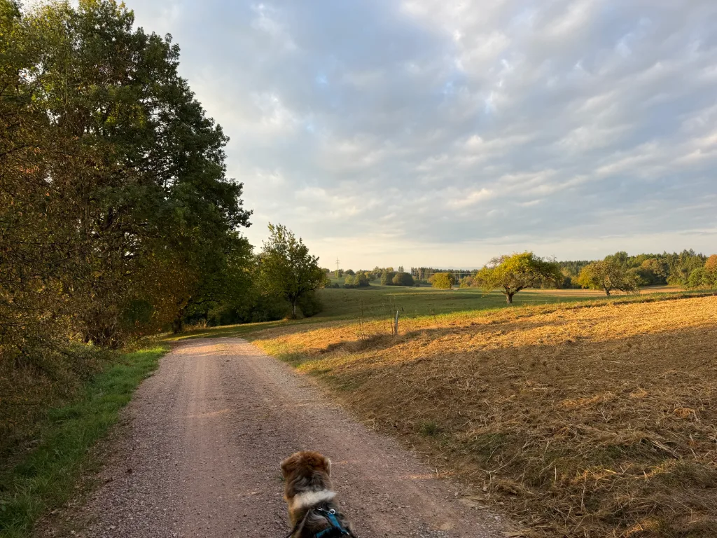 Ein Hund geht auf einem Kiesweg durchs Land, im Vordergrund ein grüner Baum, im Hintergrund getreideartige Felder und eine bewölkte Landschaft unter einem hellen Himmel.