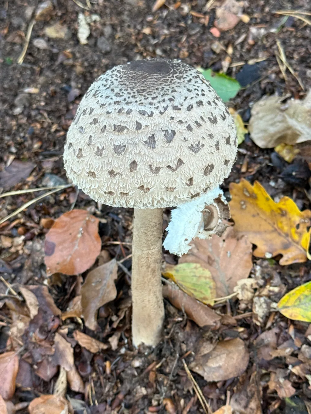 Junger Riesenschirmling mit noch geschlossenem, schuppigem Hut steht auf feuchtem Waldboden zwischen Herbstlaub.