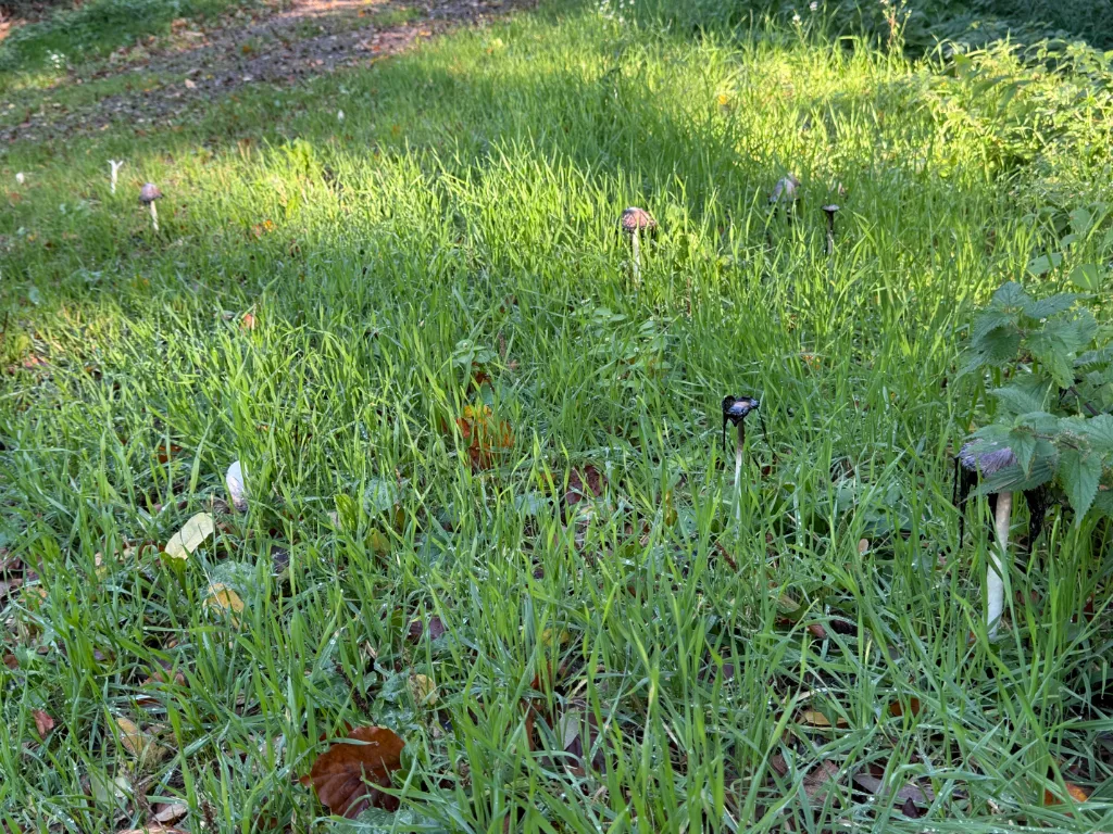 Mehrere schlanke Pilze mit dunklen Hüten stehen verstreut in hohem, sonnenbeschienenem Gras am Wegrand.