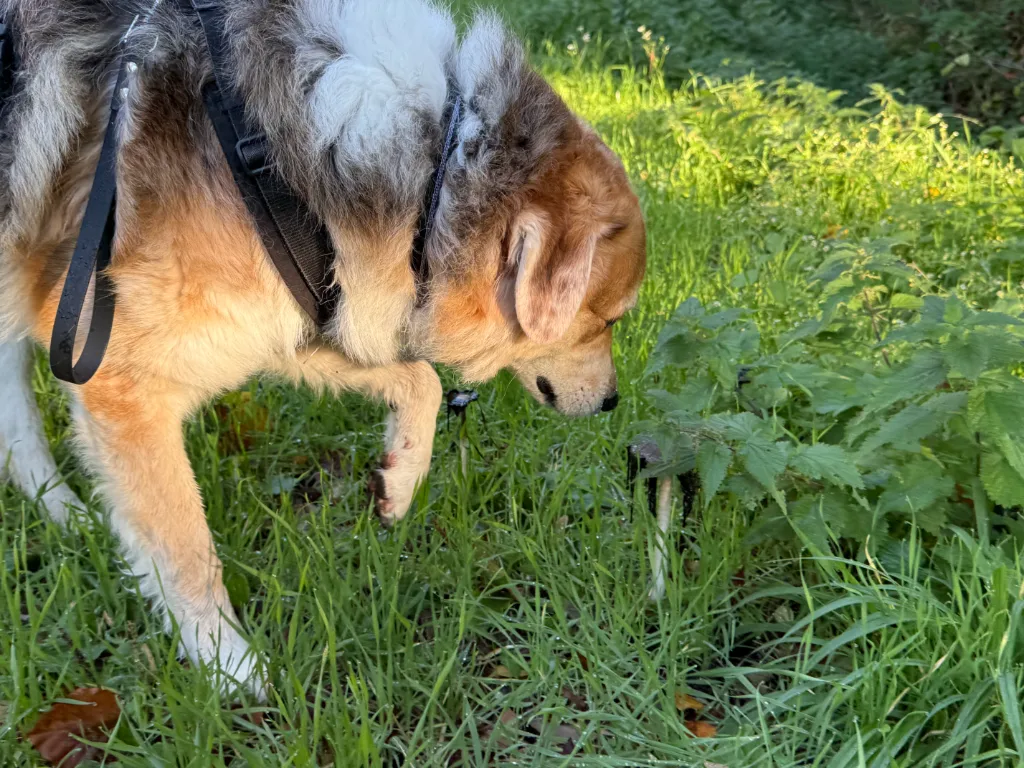 Hund mit Geschirr und Leine beschnuppert einen jungen Pilz im hohen Gras am Waldrand.