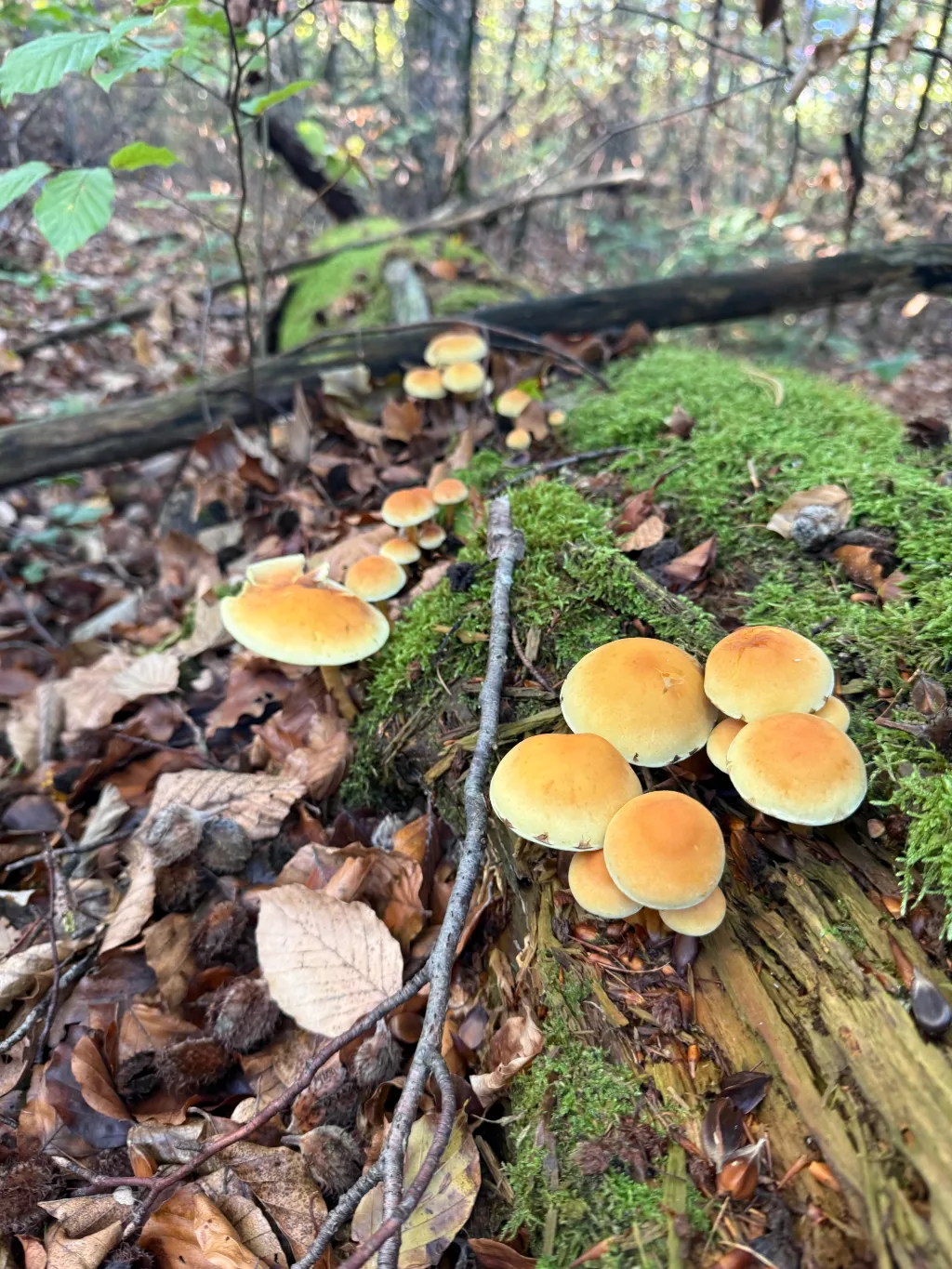 Gelbliche Pilze wachsen in Gruppen auf einem moosbewachsenen Totholzstamm zwischen Laub im herbstlichen Wald.