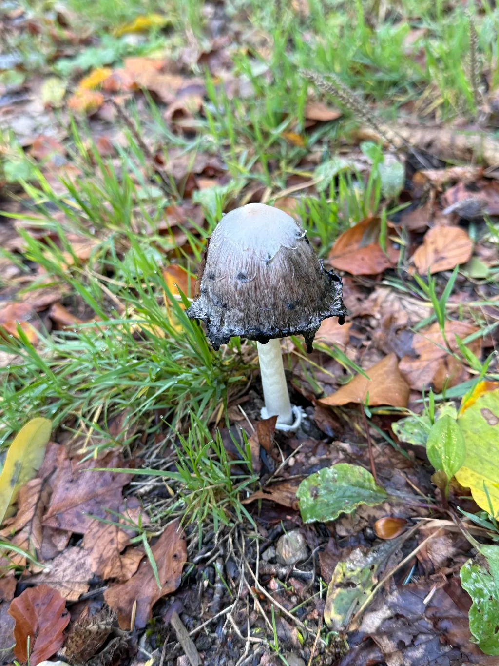 Schopftintling mit grauweißem, am Rand zerfließendem Hut zwischen Gras und feuchtem Herbstlaub.