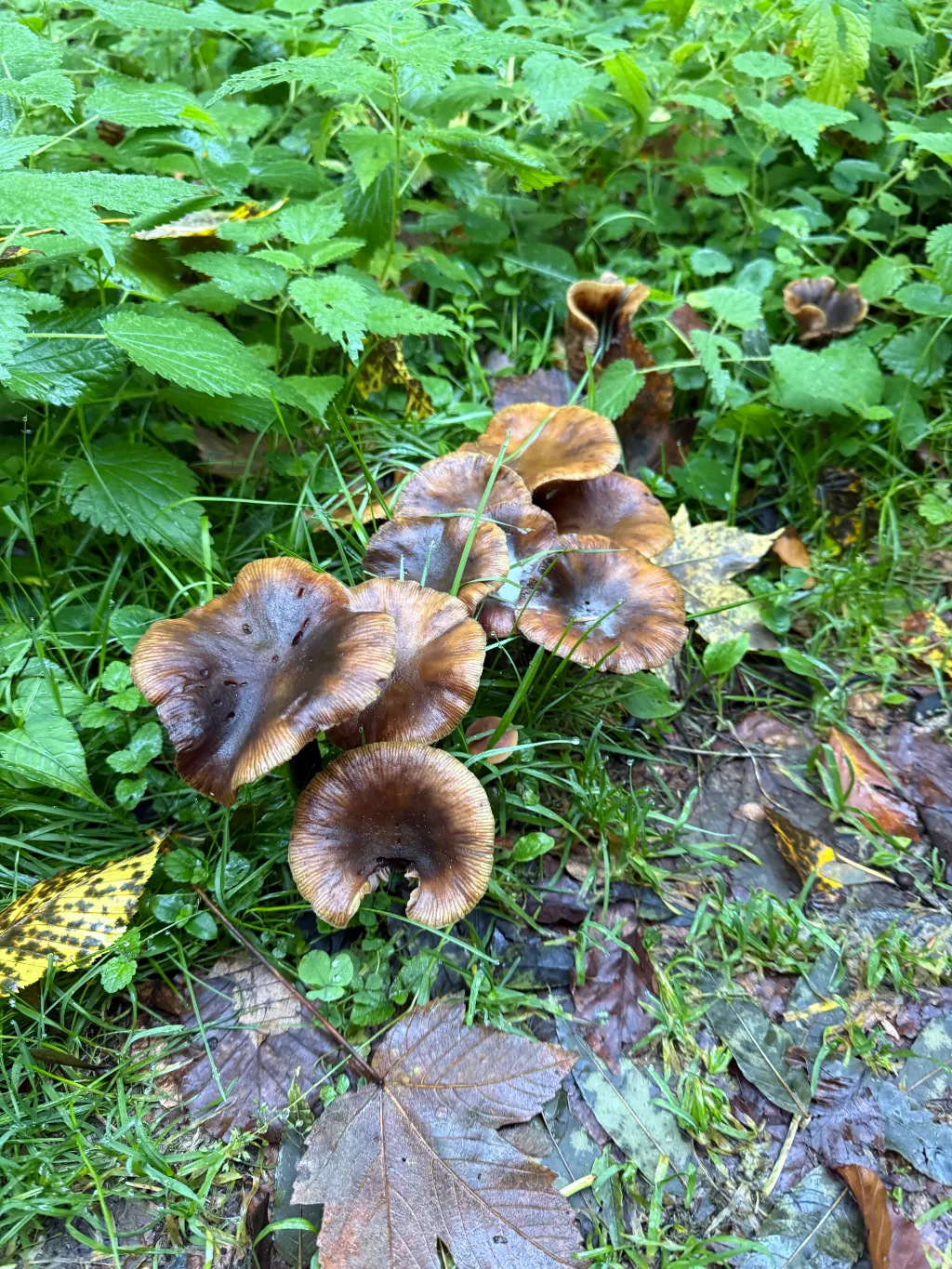 Gruppe brauner, trichterförmiger Pilze zwischen Gras, Brennnesseln und feuchtem Herbstlaub am Waldboden.
