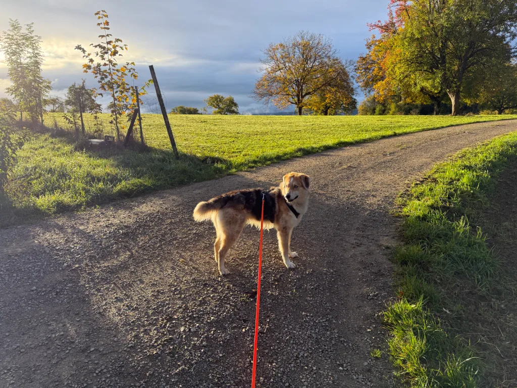 Hund an oranger Schleppeine steht auf einem Feldweg und blickt zurück, daneben Wiese und herbstlich gefärbte Bäume.
