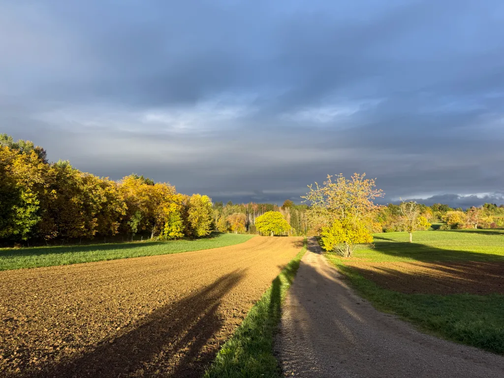 Feldweg zwischen gepflügtem Acker und Wiese, herbstlich gelbe Bäume im Sonnenlicht vor dunkler Wolkenwand.