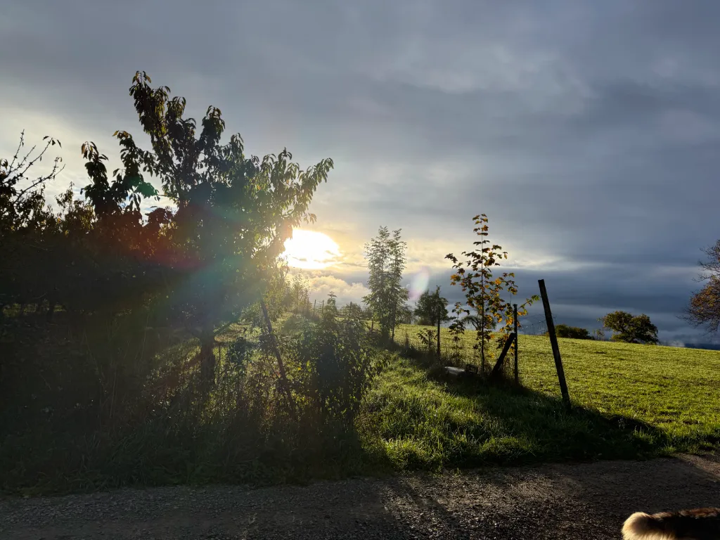 Tief stehende Sonne hinter Bäumen über einer Wiese mit Zaun, bewölkter Himmel und Feldweg im Vordergrund.
