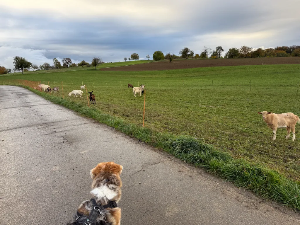 Hund im Geschirr blickt von einem Feldweg aus auf Ziegen hinter einem Weidezaun unter bewölktem Himmel.