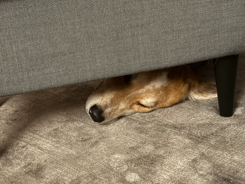 Ein brauner Hund liegt schlafend unter einem grauen Sofa, nur Kopf und Schnauze schauen hervor.