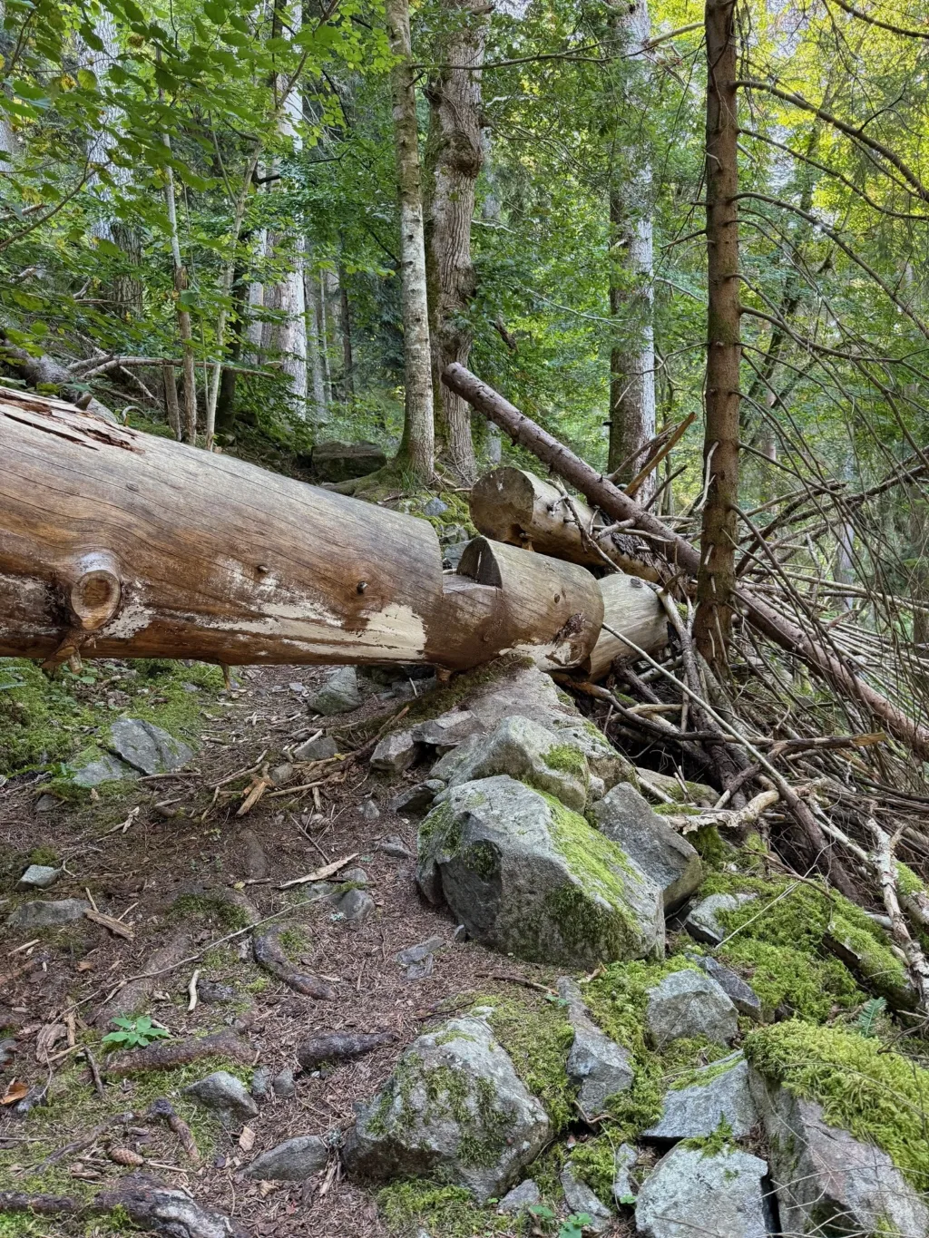 Entrindete umgestürzte Baumstämme liegen über moosbewachsenen Felsen an einem Waldhang mit Totholz.
