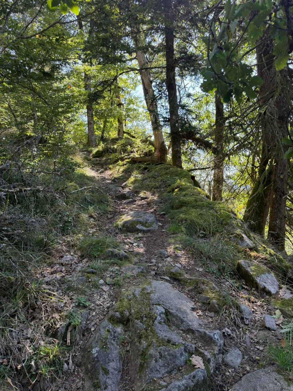 Steiniger, moosbewachsener Wanderpfad, der durch sonnendurchfluteten Bergwald einen Hang hinaufführt.