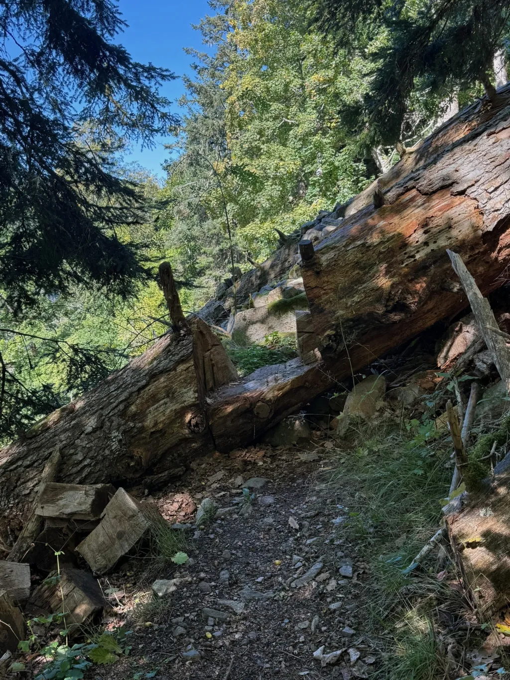 Große umgestürzte Baumstämme liegen quer über einem steinigen Waldweg, dahinter sonnenbeschienene Bäume.