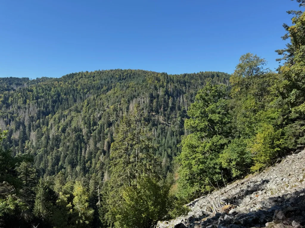 Bewaldeter Bergrücken unter blauem Himmel, im Vordergrund rechts ein Geröllfeld mit Laubbäumen.