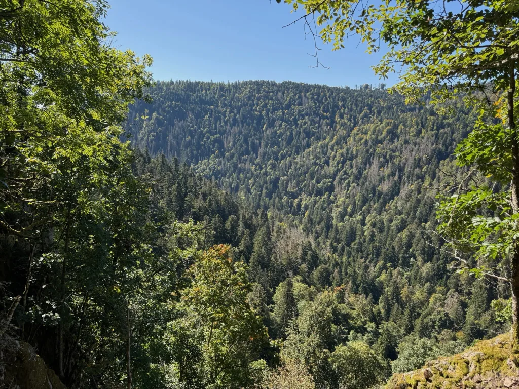 Blick zwischen Laubzweigen hindurch auf einen dicht bewaldeten Bergrücken unter blauem Himmel.