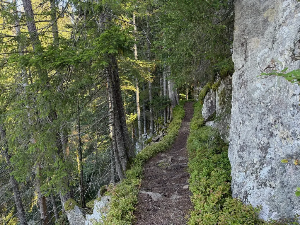 Schmaler Waldpfad führt zwischen steil abfallenden Nadelbäumen und einer hellen Felswand entlang.