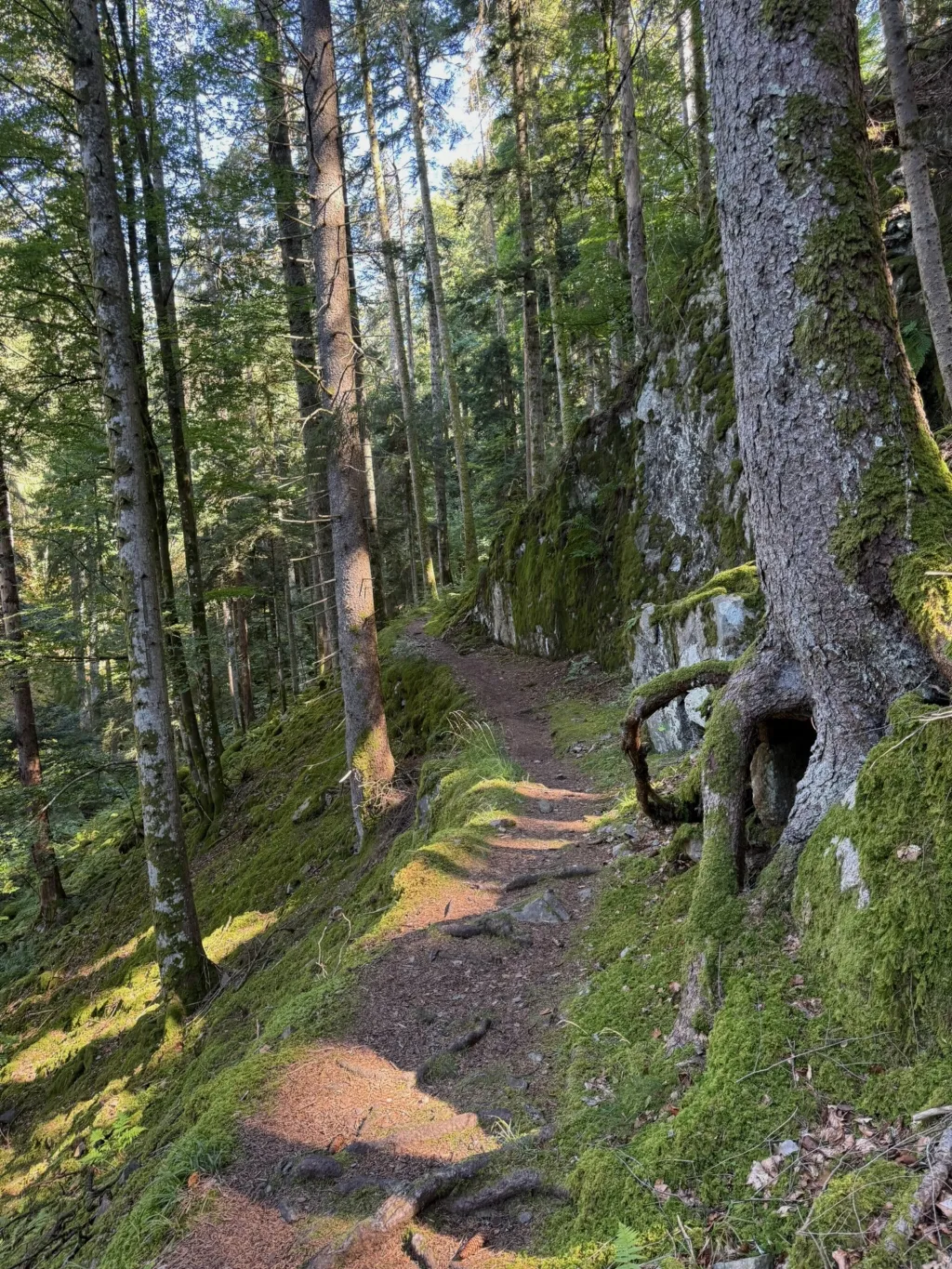 Schmaler Waldpfad führt durch sonnigen Nadelwald an moosbewachsenen Felsen und einem alten Baumstamm vorbei.