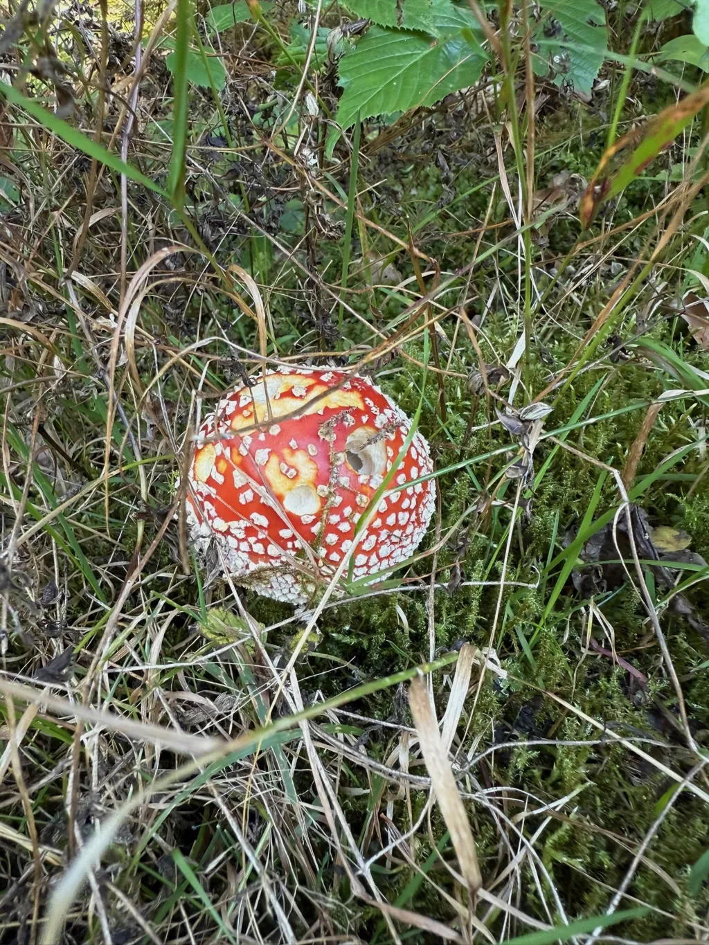 Roter Fliegenpilz mit weißen Punkten wächst zwischen Gras, Moos und trockenen Halmen im Waldboden.