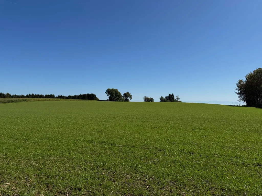Weites grünes Feld unter wolkenlosem blauem Himmel, am Horizont einzelne Bäume und ein Waldstreifen.