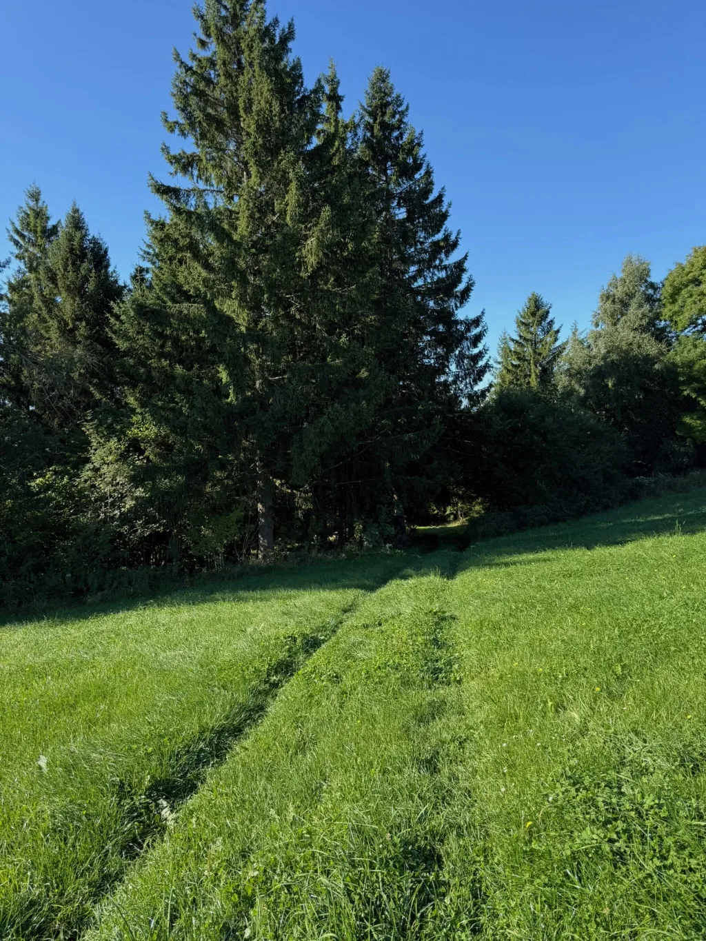 Reifenspuren führen über eine grüne Wiese zum Rand eines Fichtenwaldes unter wolkenlosem blauem Himmel.