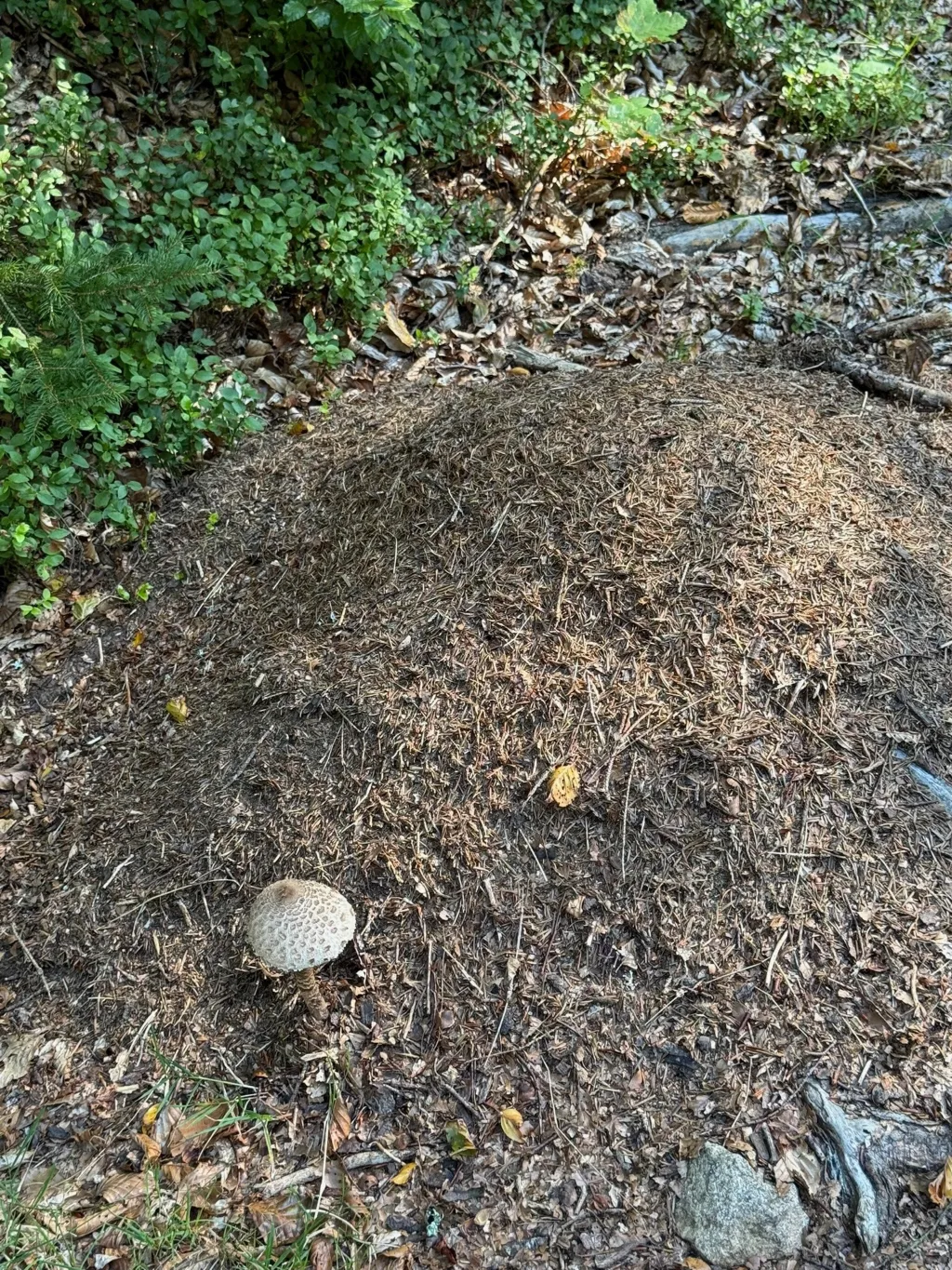 Großer Ameisenhaufen aus Nadeln am Waldboden, davor wächst ein einzelner heller Pilz mit geschupptem Hut.