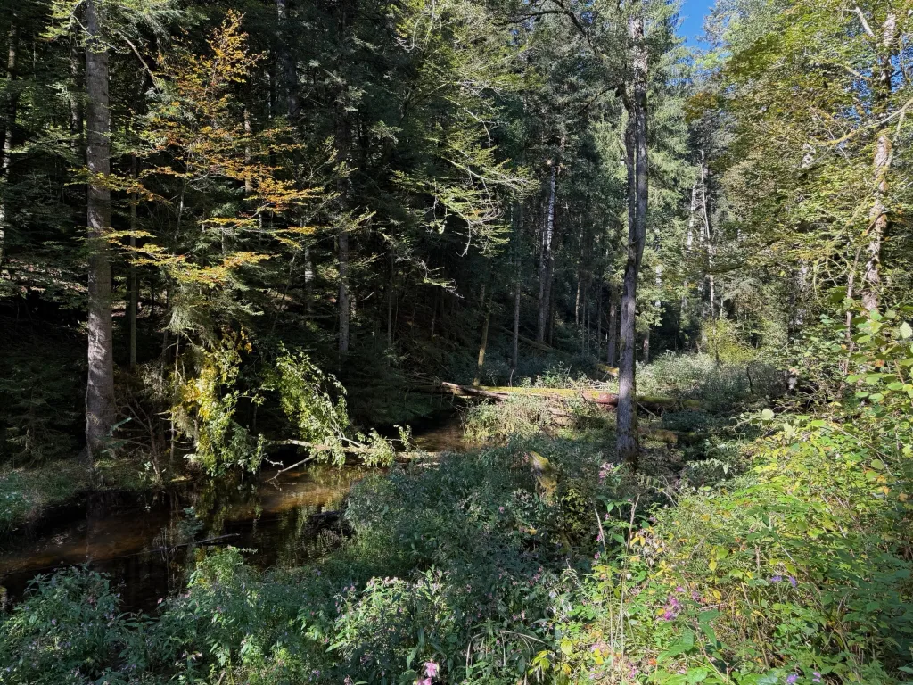 Ein dunkler Bach fließt durch einen sonnendurchfluteten Mischwald mit umgestürzten Stämmen und blühenden Uferpflanzen.
