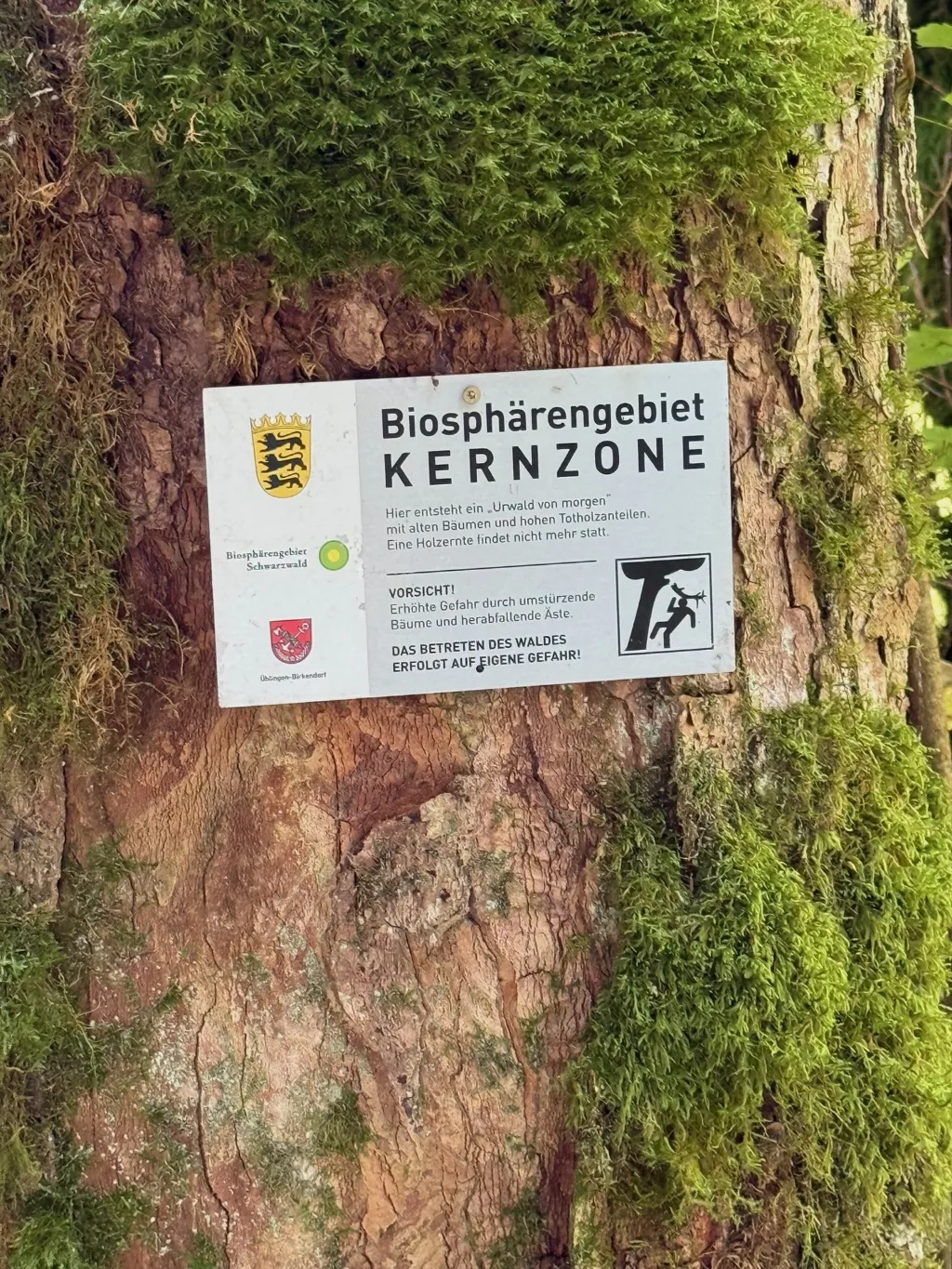 Schild „Biosphärengebiet Kernzone“ mit Warnung vor umstürzenden Bäumen an einem moosbewachsenen Baumstamm.