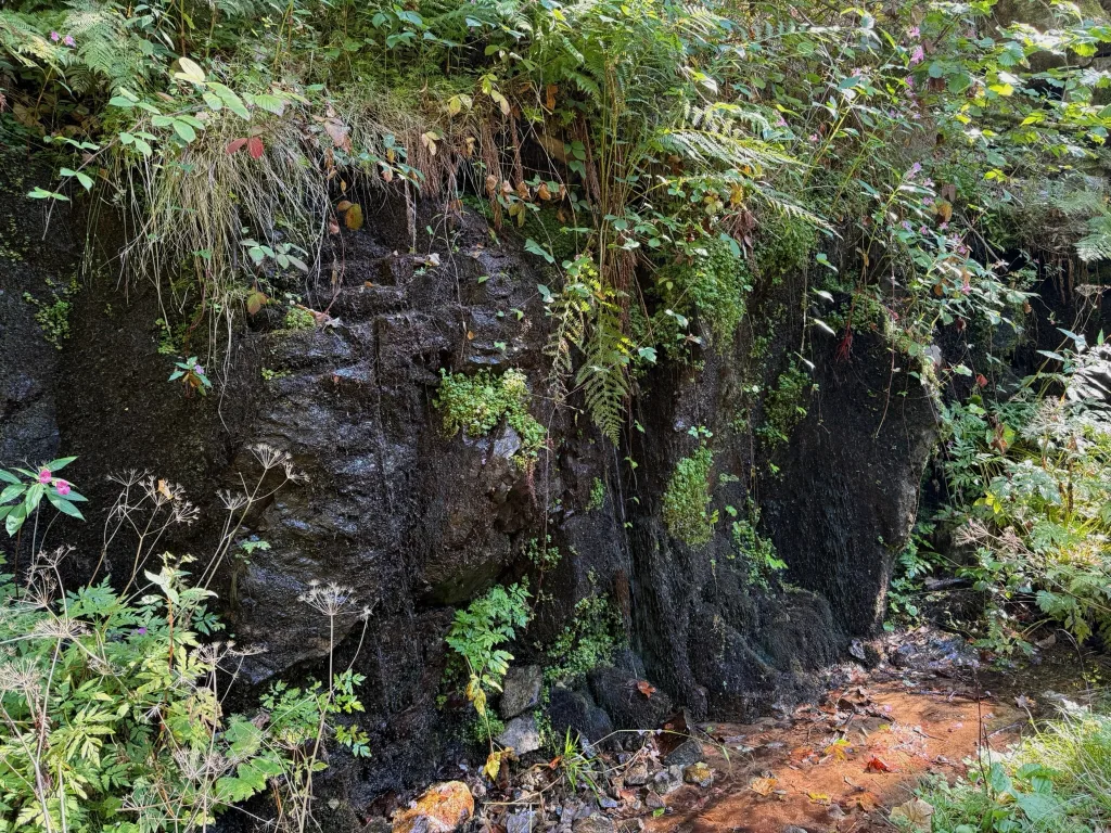 Nasse, dunkle Felswand mit Moos, Farnen und Blüten, davor rostrot gefärbter Boden mit Sickerwasser.