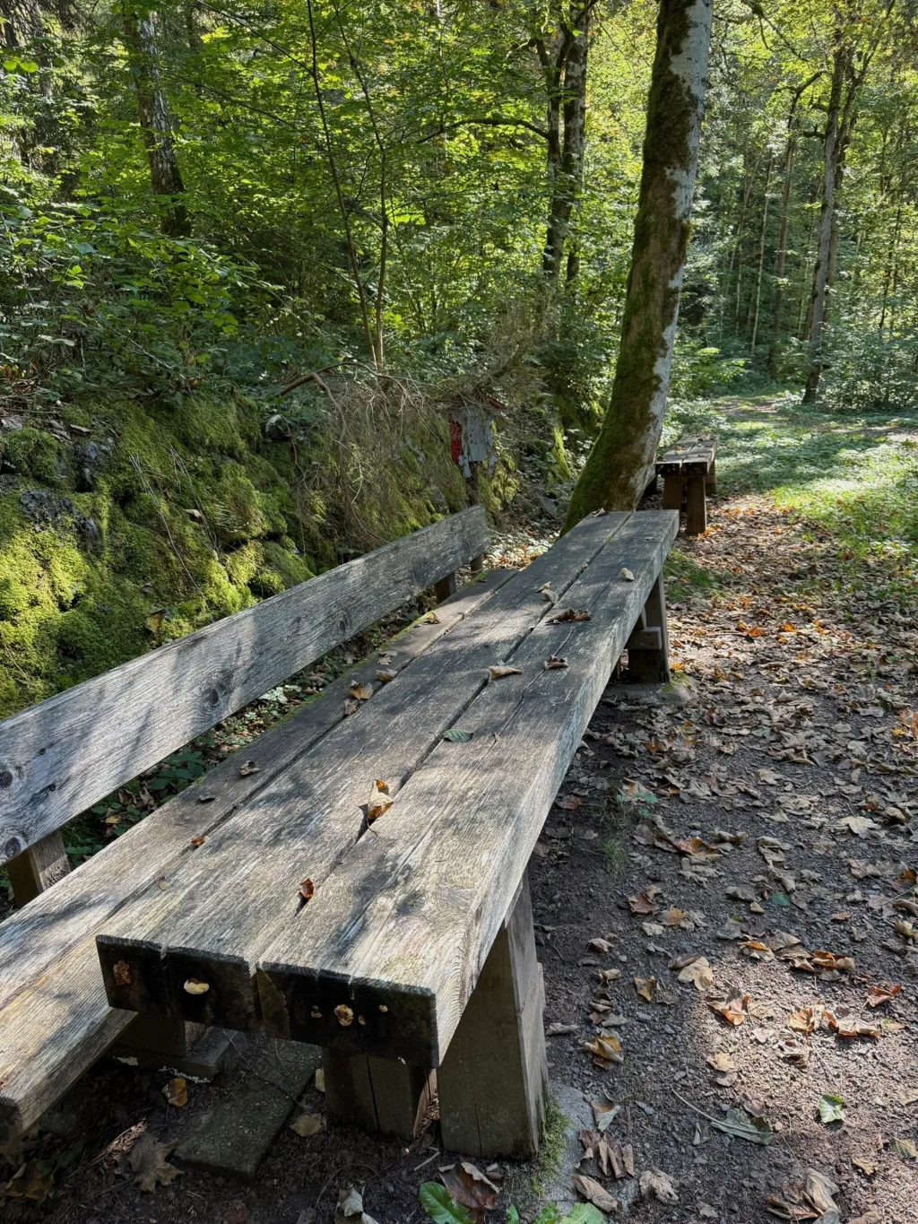 Lange verwitterte Holzbank an einem Waldweg, daneben moosbewachsener Hang und herbstliches Laub auf dem Boden.