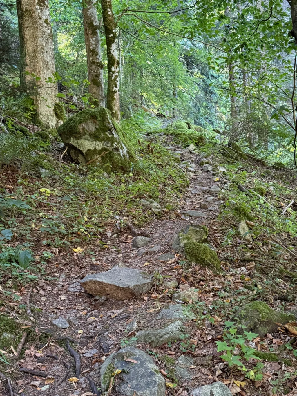 Steiniger Wanderpfad steigt durch einen grünen Laubwald mit moosbewachsenen Felsblöcken bergauf.