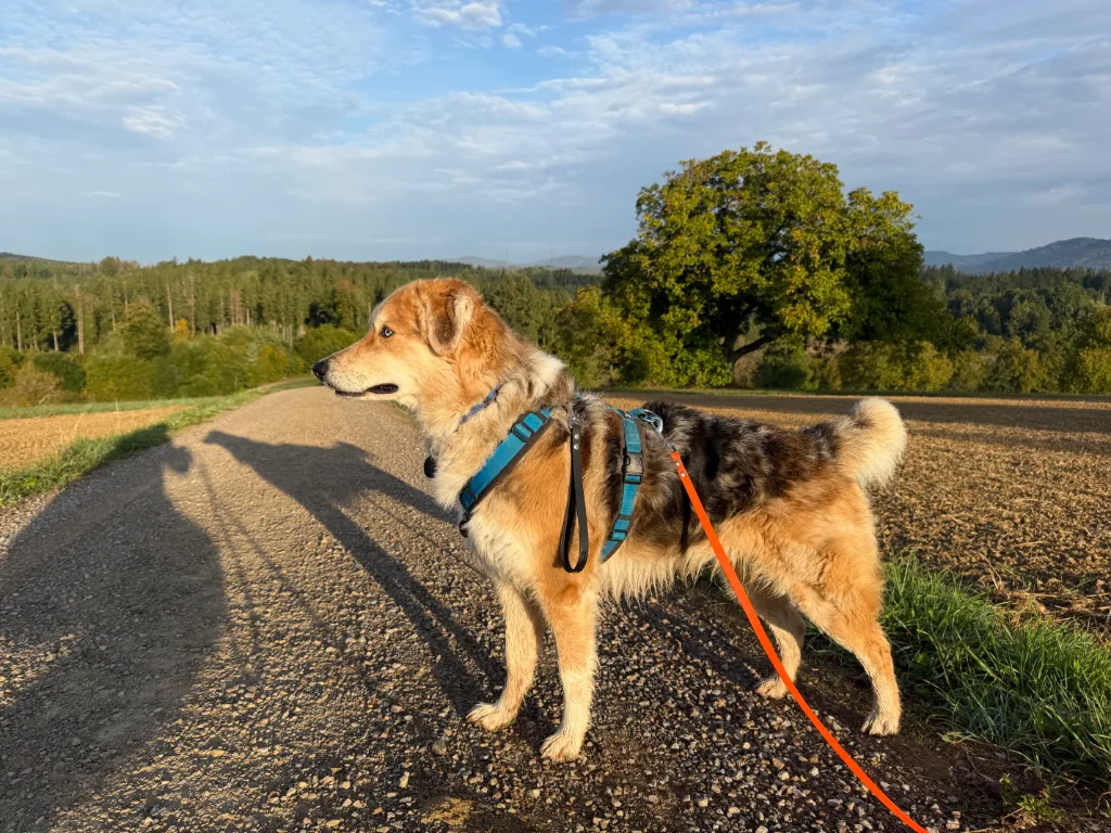 Ein braun-grauer Mixhund mit bluem Gurt und orangem Leash steht auf einem Kiesweg im ländlichen Gebiet. Im Hintergrund sind Ackerland, ein groner Baum und bewaldete Hugel bei sonnigem Himmel zu sehen.
