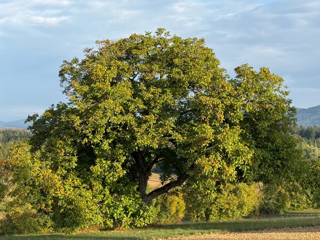 Grosser grüner Baum auf einer Wiese mit Wald und Berghügel im Hintergrund bei sonnigem Wetter.