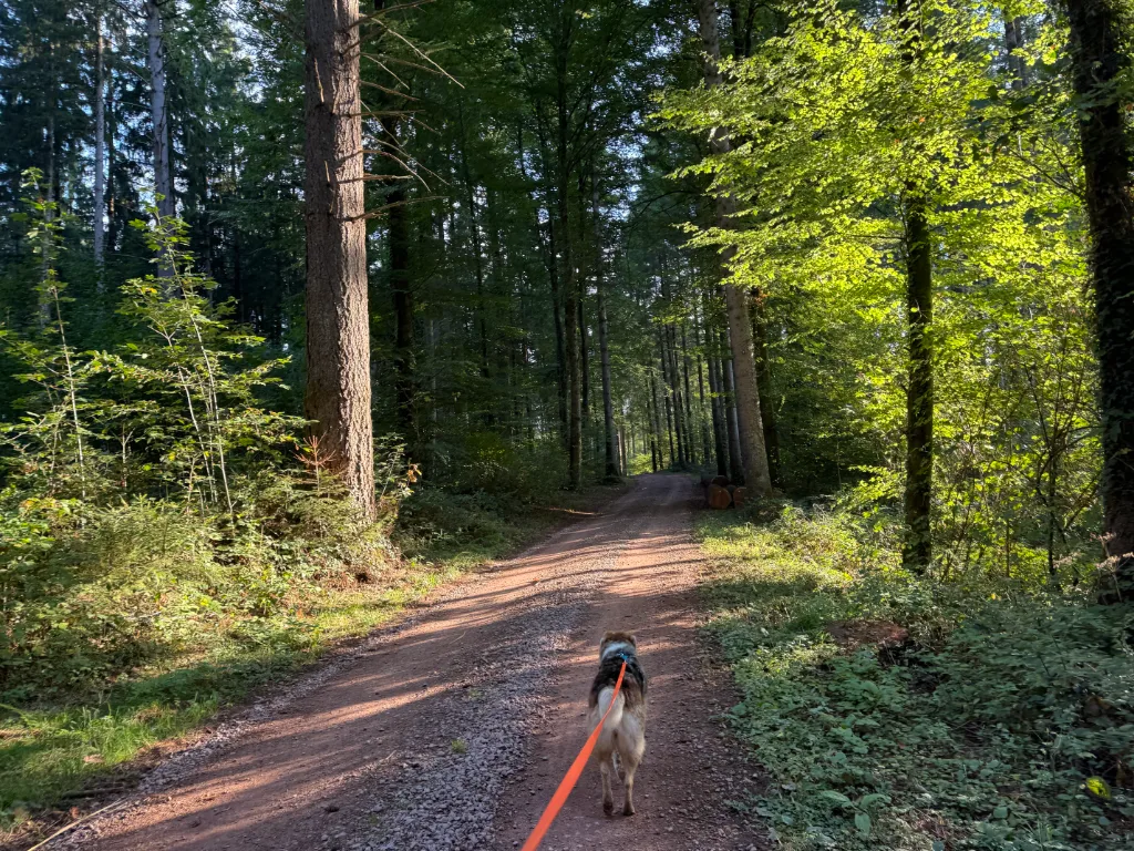 Ein Hund mit orangener Schleppleine geht einen Waldweg entlang, umgeben von hohen Bäumen und dichter Vegetation.