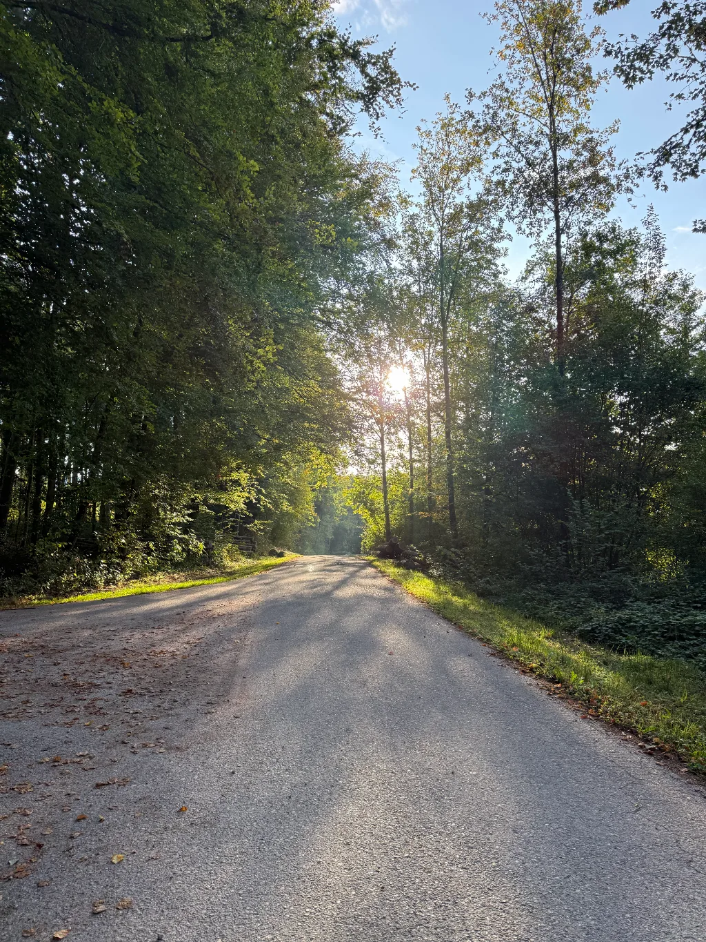Ein asphaltierter Waldweg mit Sonnenstrahlen, die durch ein Baumkronendach scheinen und lange Schatten werfen.