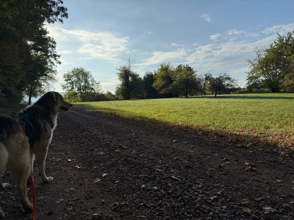Ein Hund steht auf einem Kiesweg und blickt uber eine grüne Wiese in Richtung Wald an einem sonnigem Tag.