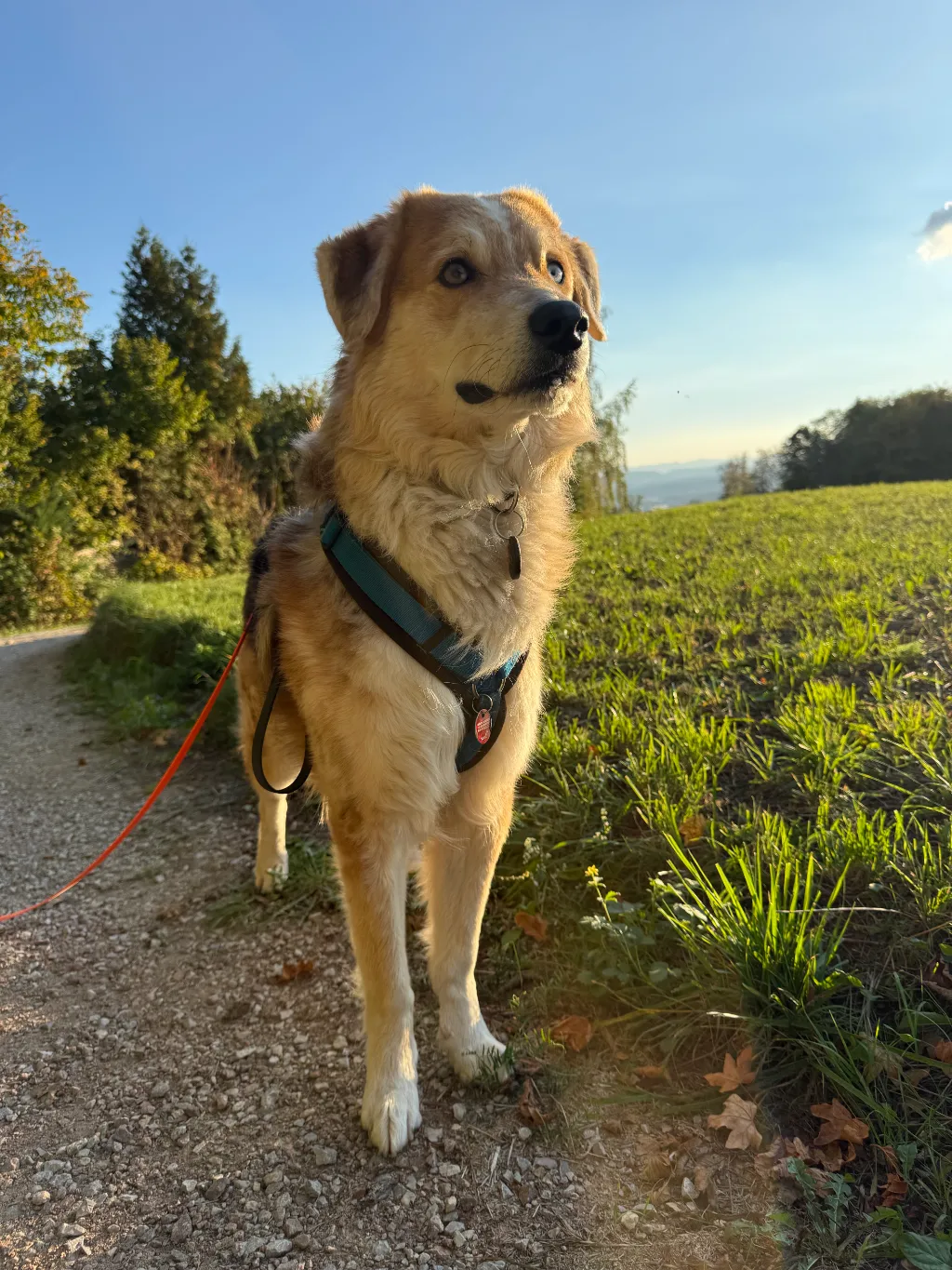 Ein Hund mit blauer Geschirr und oranger Schleppleine steht auf einem Kiesweg in sonnenbeschienener grüner Wiese mit Bäumen im Hintergrund.