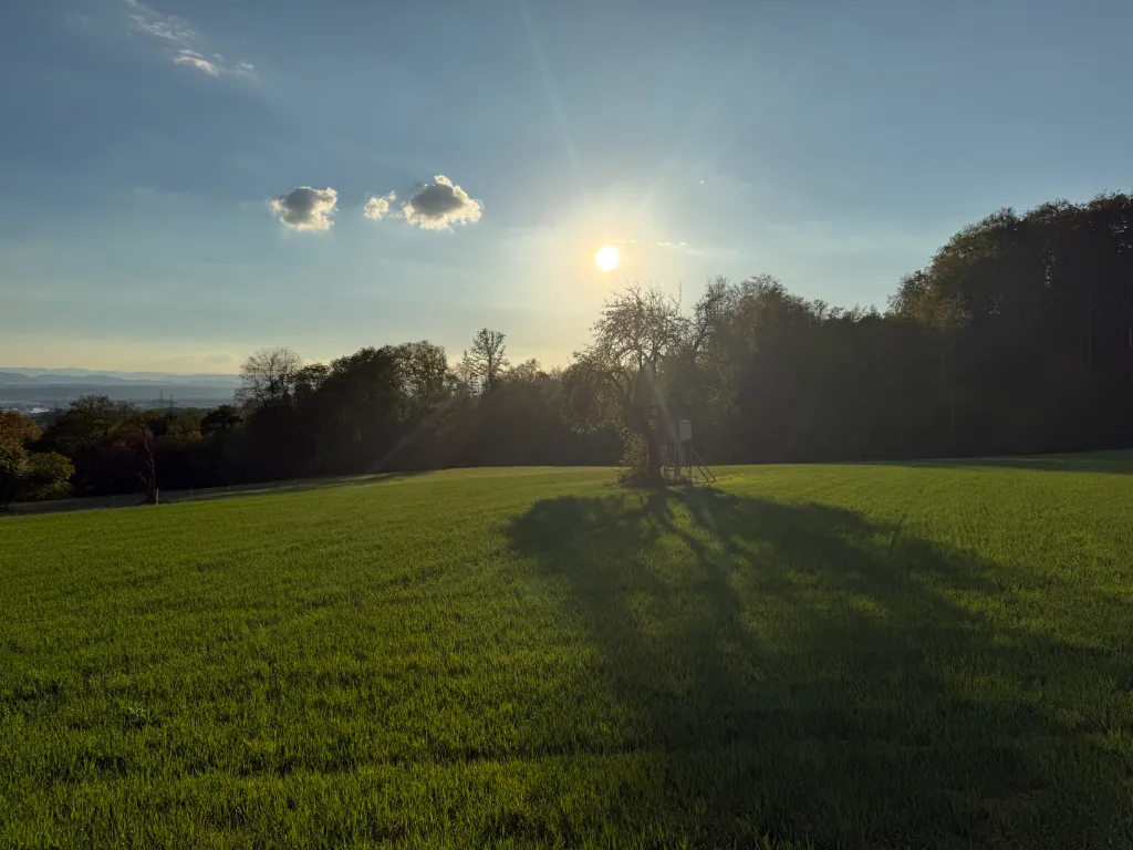 Sonnenaufgang über einer grünen Wiese mit Bäumen am Horizont und wenigen Wolken am hellblauen Himmel.