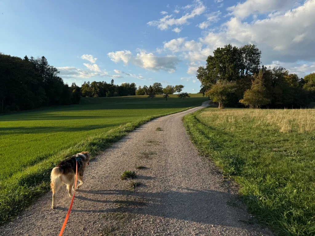 Ein Hund mit orangener Schleppleine geht auf einem Kiesweg durchs Land, im Hintergrund grüne Wiesen, Bäume und teilweise bewölkter Himmel.