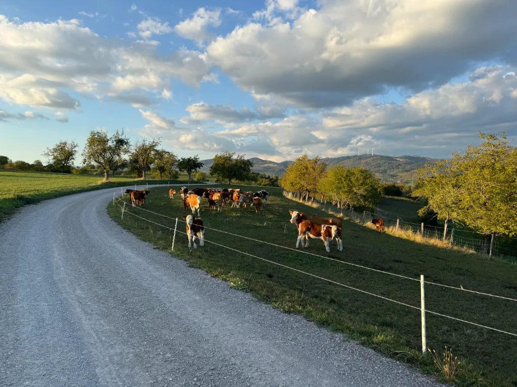 Kurvenförmiger Kiesweg an einem grünem Weidehang mit einer Herde braun-weiBer Rinder und Bäumen unter wolkenverzierten Himmel.