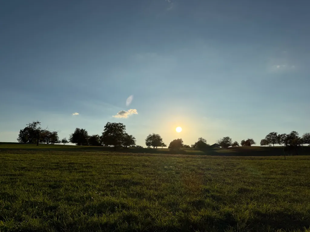 Grüne Wiese bei Sonnenuntergang mit Baumwipfeln am Horizont und warmem Licht, das über das Feld strahlt.