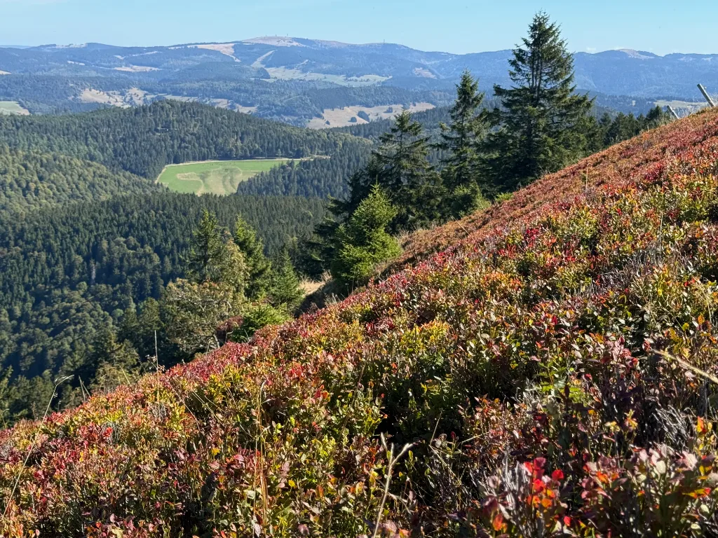 Herbstlich rot gefärbte Blaubeersträucher an einem Hang mit Blick über bewaldete Schwarzwaldberge.