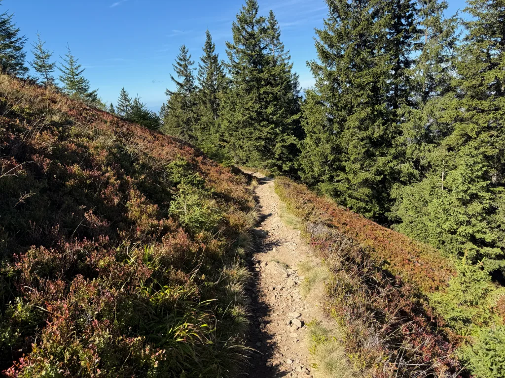 Schmaler steiniger Wanderpfad am Hang, gesäumt von Heidelbeersträuchern und Fichten unter blauem Himmel.