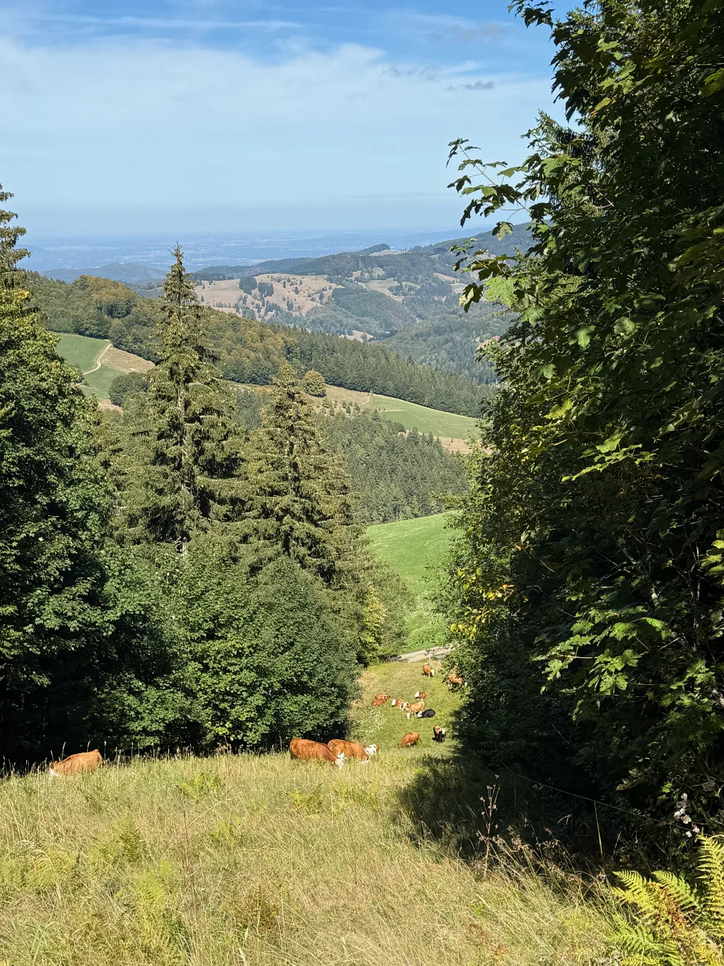 Kühe grasen auf einer Bergwiese, dahinter bewaldete Hügel und weiter Blick ins Tal unter blauem Himmel.