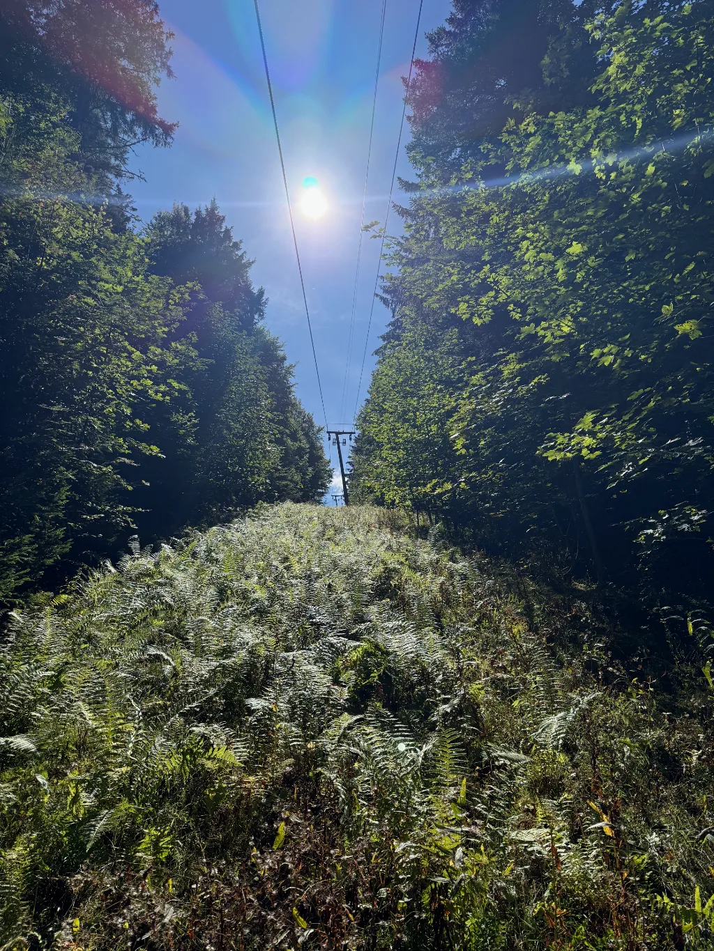 Sonne über einer farnbewachsenen Schneise im Wald, durch die Seilbahnkabel zu einer Stütze führen.
