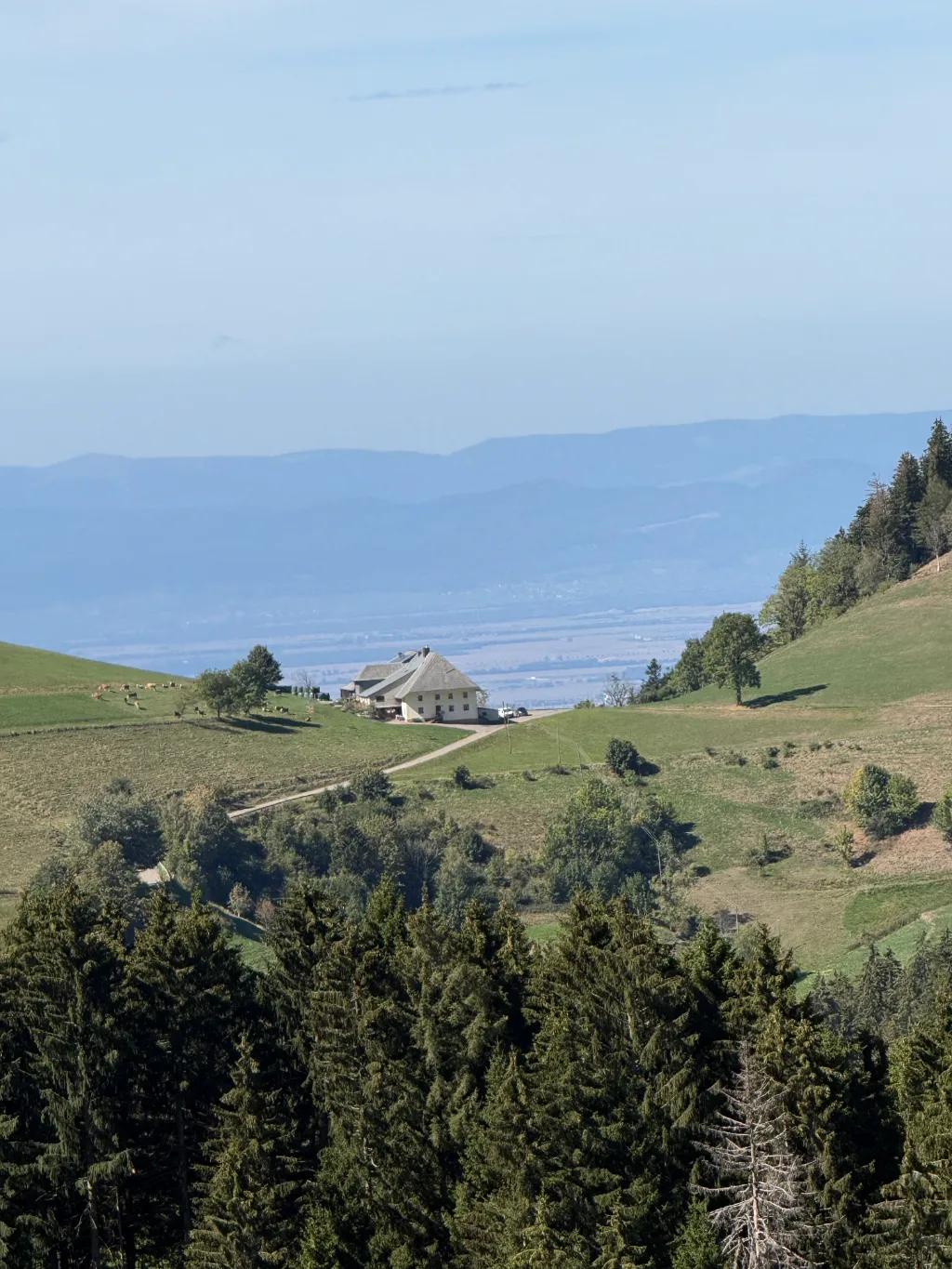 Großer Schwarzwaldhof auf einer Bergwiese mit grasenden Kühen, dahinter Nadelwald und dunstige Bergketten.