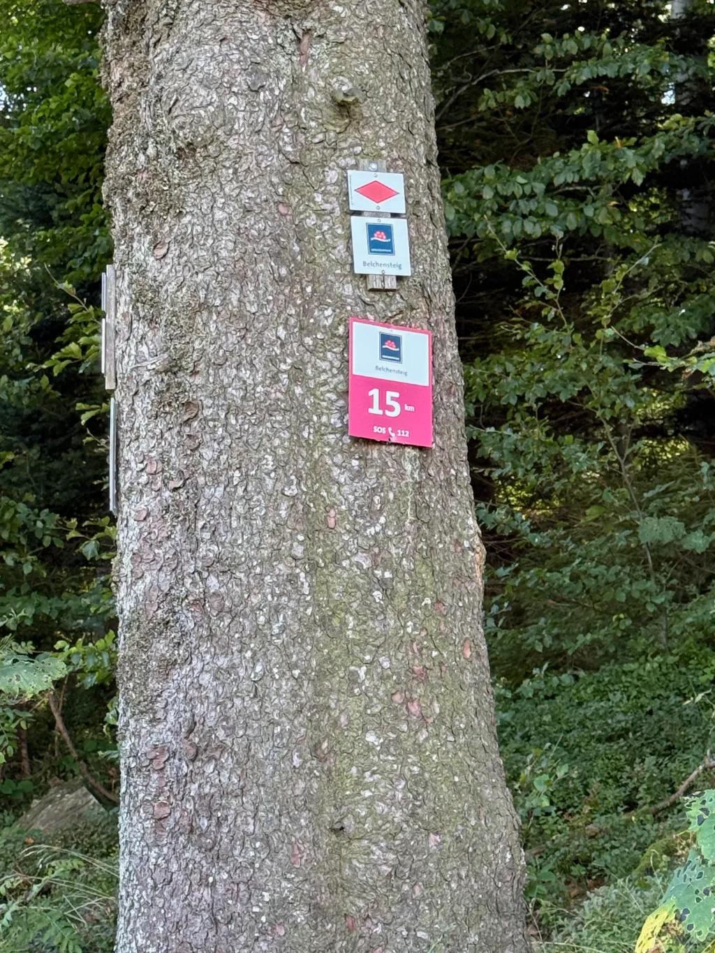 Wegmarkierungen am Baumstamm: rote Raute, Belchensteig-Schild und pinke Tafel mit „15 km“ und SOS 112.