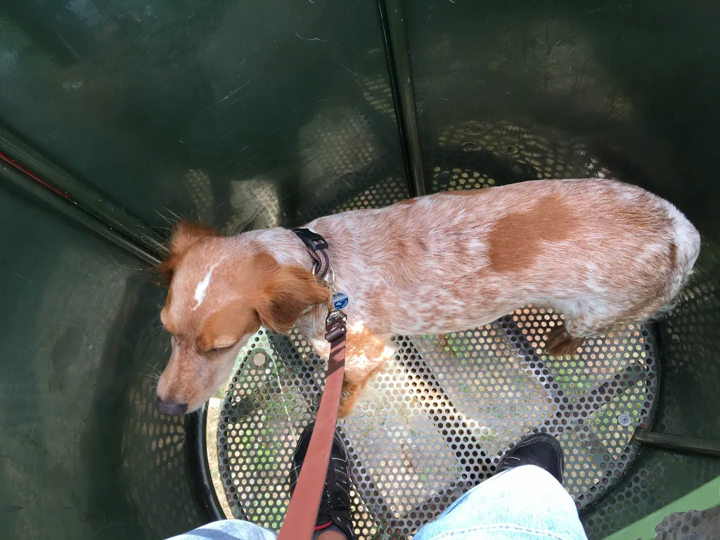 Kleiner rotweißer Hund an roter Leine steht in einer Seilbahnkabine neben den Füßen des Fotografen.