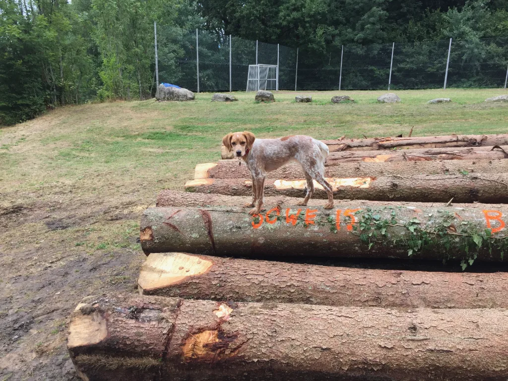 Weiß-brauner Hund steht auf einem gestapelten Baumstamm mit oranger Markierung vor einer Wiese am Waldrand.