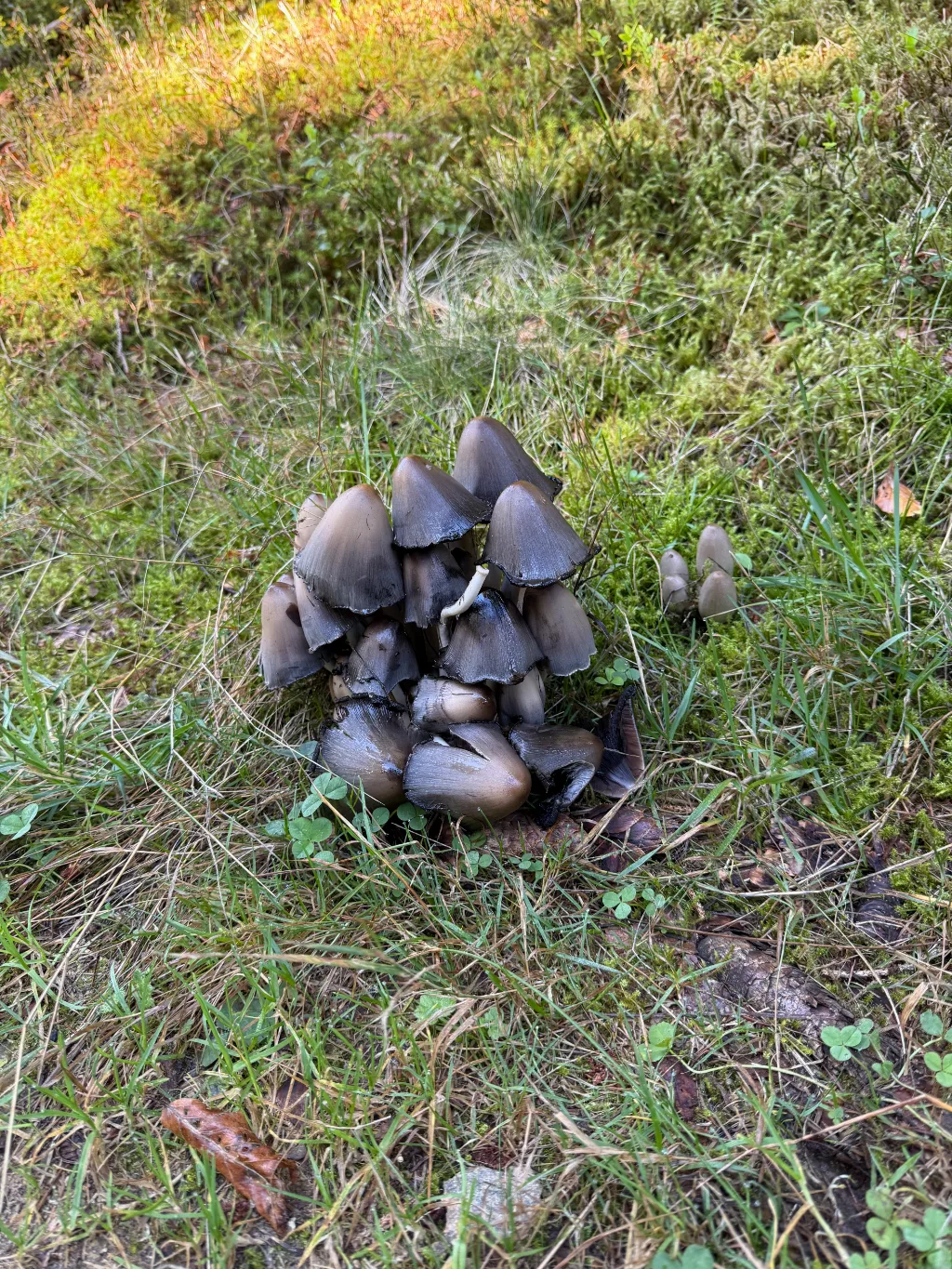 Gruppe grauer Tintlinge im Gras am Wegrand, umgeben von Moos und Klee.